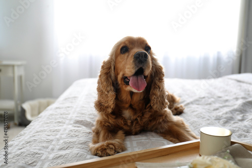 Cute English Cocker Spaniel near tray with breakfast on bed indoors. Pet friendly hotel