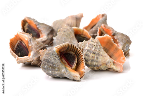 live conch on white background