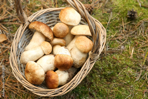 Basket full of fresh porcini mushrooms in forest, above view