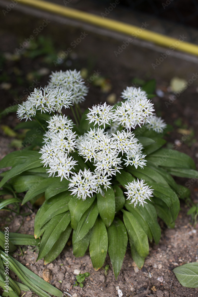 Bear garlic - beautiful white flowers of the herb