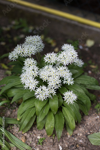 Obraz na płótnie Bear garlic - beautiful white flowers of the herb w salonie