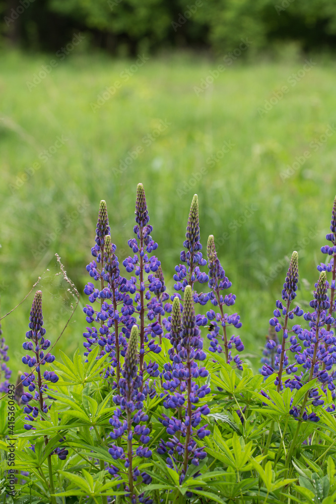 beautiful purple wild lupine flowers