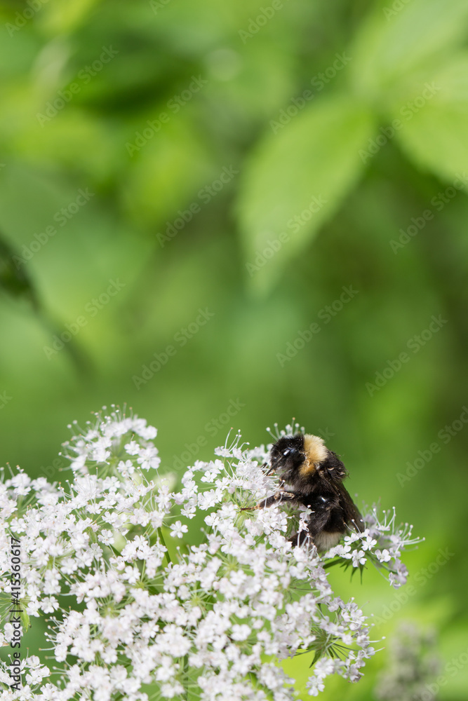 bee pollinating wild flowers in the forest