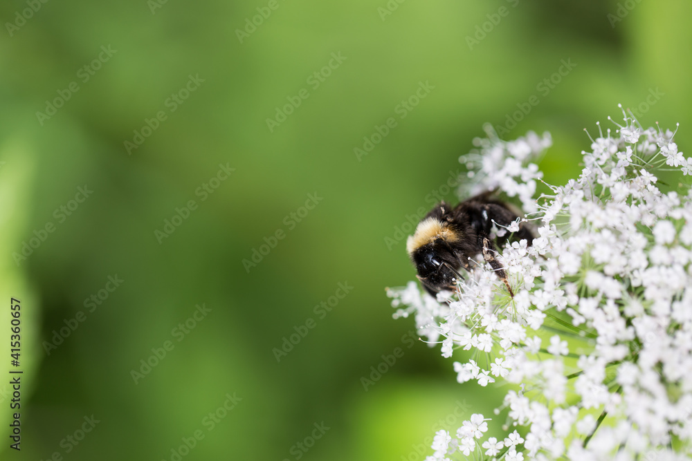 bee pollinating wild flowers in the forest