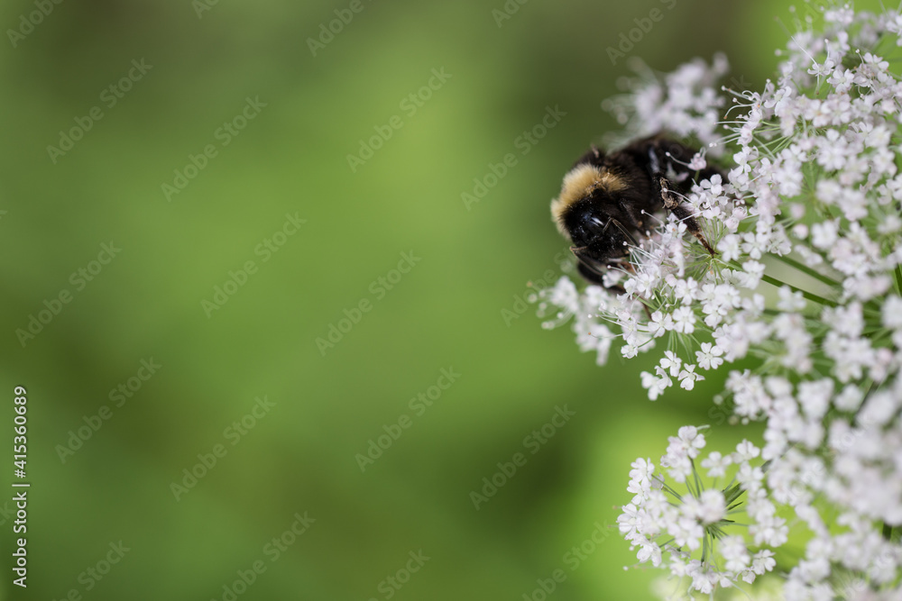 bee pollinating wild flowers in the forest