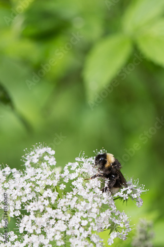 Obraz na płótnie bee pollinating wild flowers in the forest w salonie