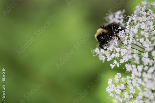 Obraz na płótnie bee pollinating wild flowers in the forest w salonie