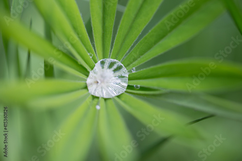 a drop of water on a lupine leaf 