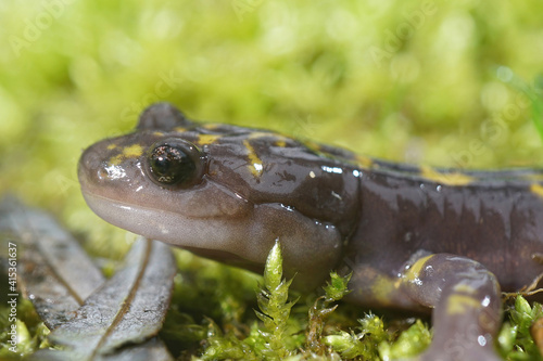 Closeup of hte critically endangered Gorgan Mountain Salamander, Paradactylodon gorganensis photo