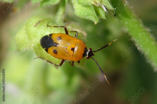 Jumping Tree Bug (Deraeocoris punctum) photo