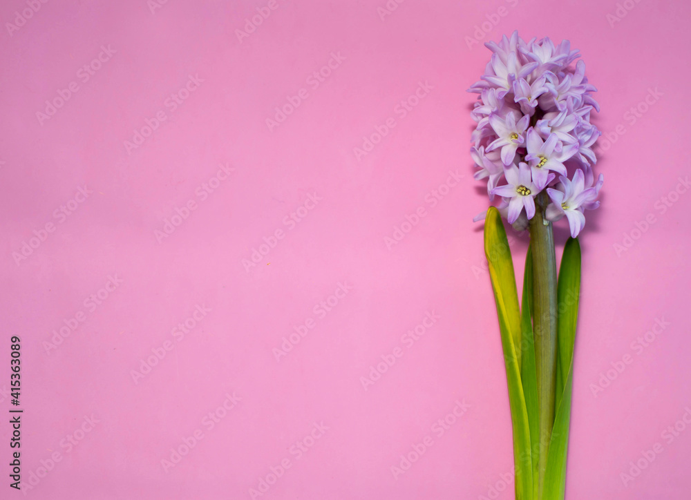 Naklejka premium Beautiful pink hyacinth common hyacinth, garden hyacinth or Dutch hyacinth blooms on soft pink background. Concept of hello spring. Minimum approval level. Copy space, top view, flat layout