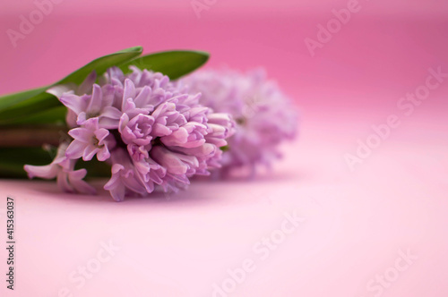 Beautiful pink hyacinth common hyacinth, garden hyacinth or Dutc