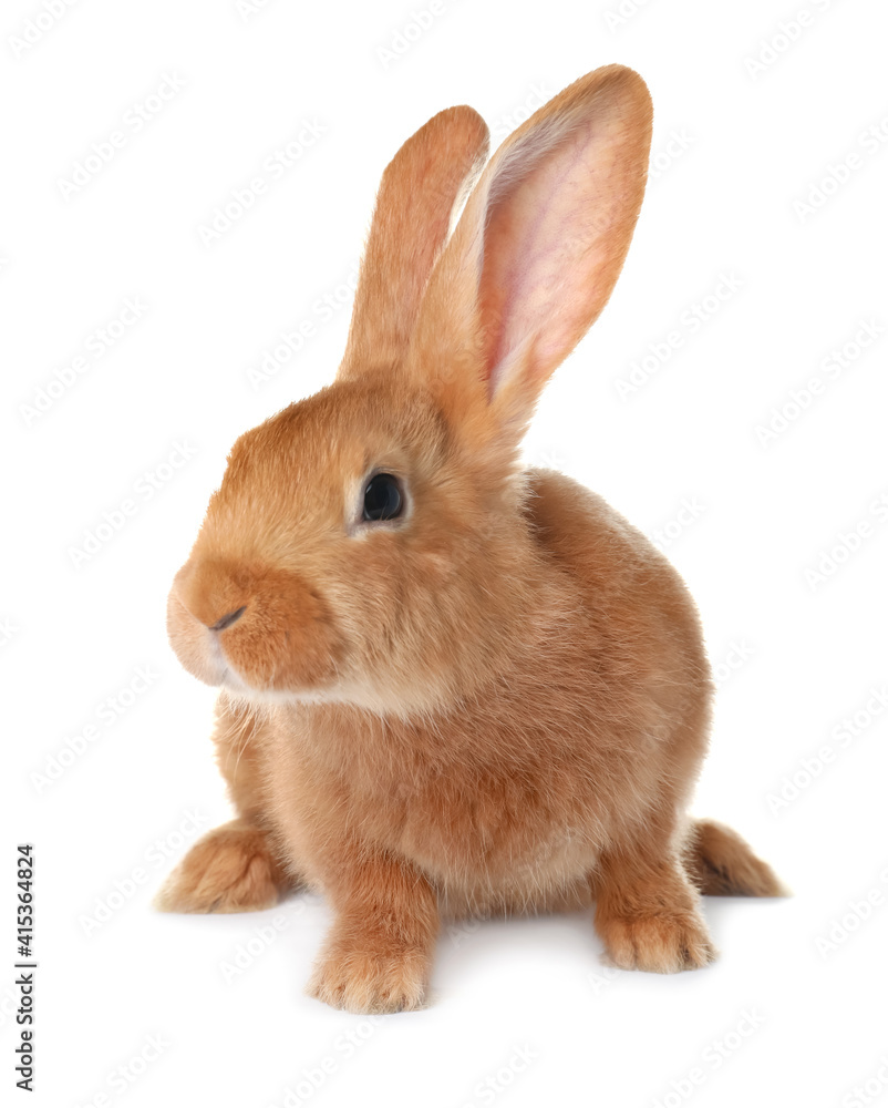 Fototapeta premium Cute bunny isolated on white. Easter symbol