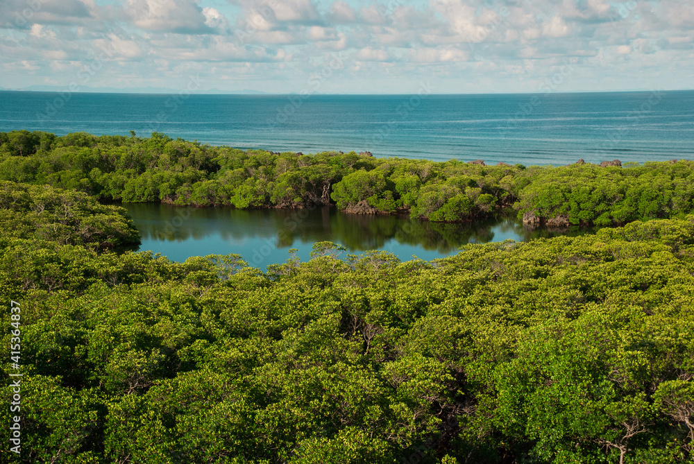 Lush green mangrove forest