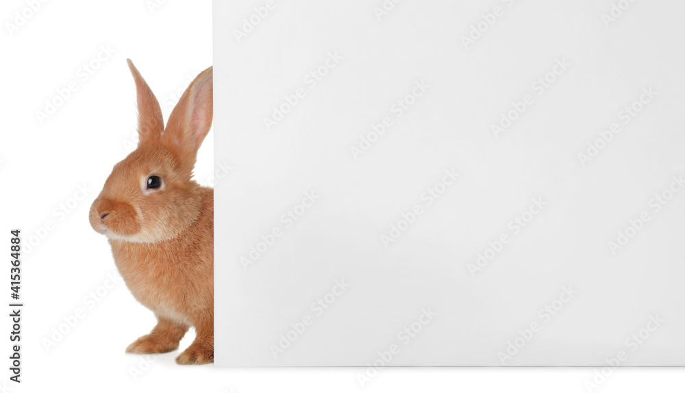 Obraz premium Cute bunny isolated on white. Easter symbol
