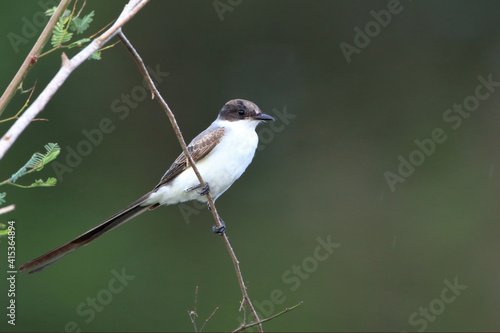 Fork-tailed Flycatcher (Tyrannus savana) perched on a scribble