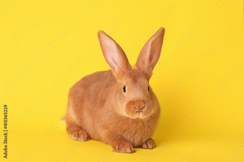 Fototapeta premium Cute bunny on yellow background. Easter symbol
