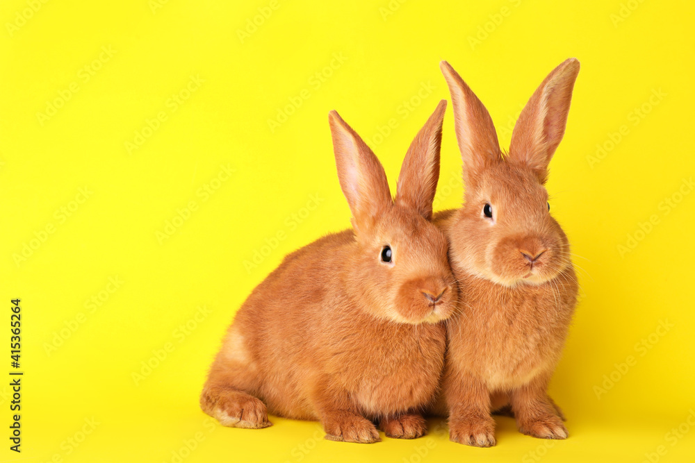 Obraz premium Cute bunnies on yellow background, space for text. Easter symbol