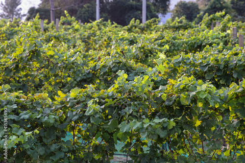 Grape vines in vineyard with no grapes
