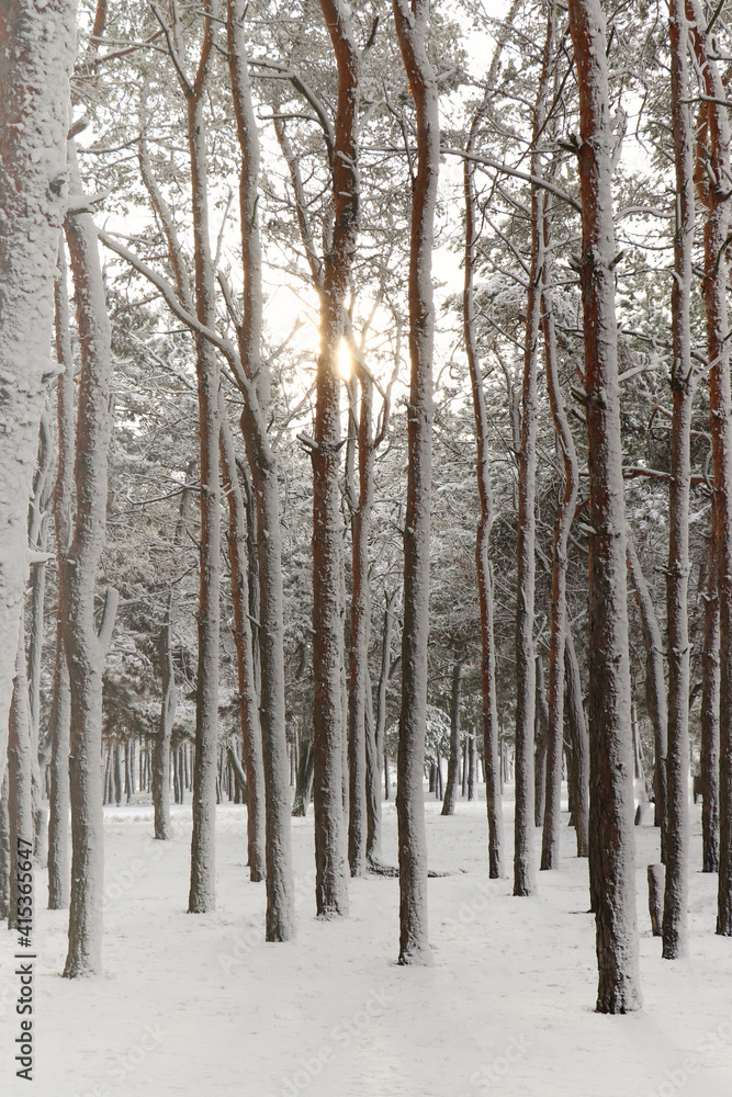 Picturesque view of beautiful forest covered with snow Picturesque view of beautiful forest covered with snow