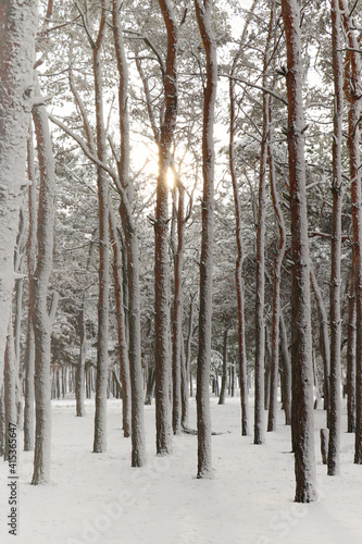 Picturesque view of beautiful forest covered with snow