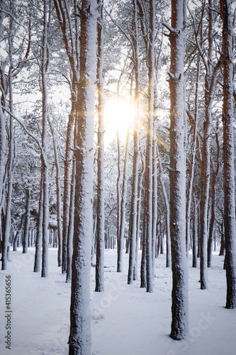 Picturesque view of beautiful forest covered with snow © New Africa