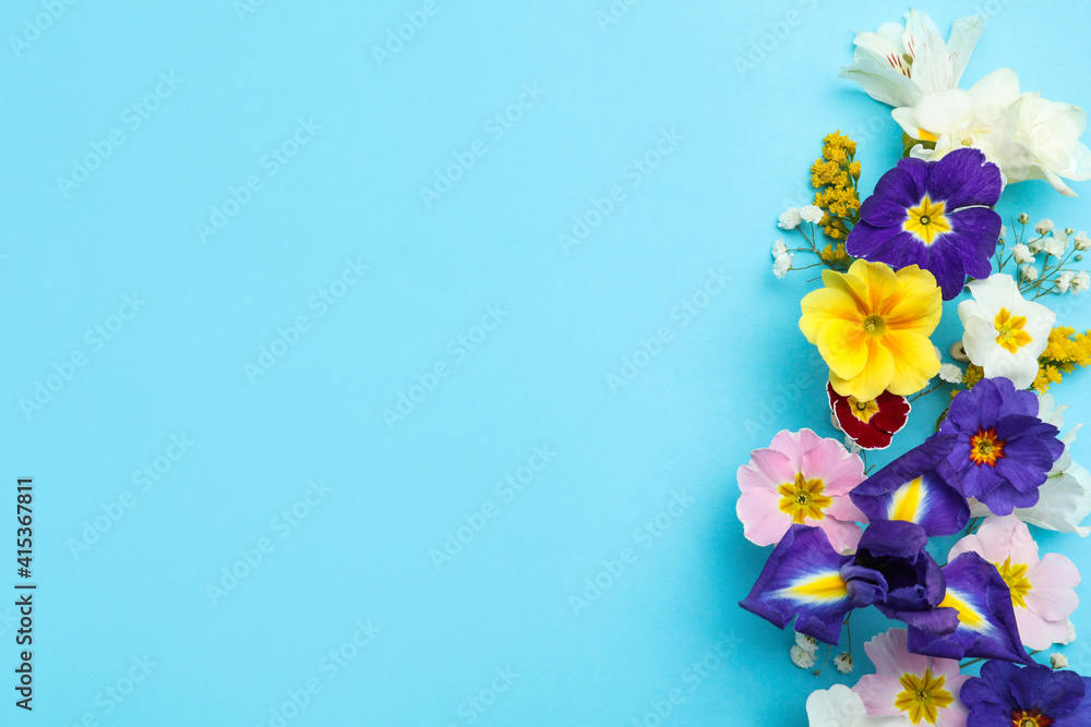 Primrose Primula Vulgaris flowers on light blue background, top view with space for text. Spring season