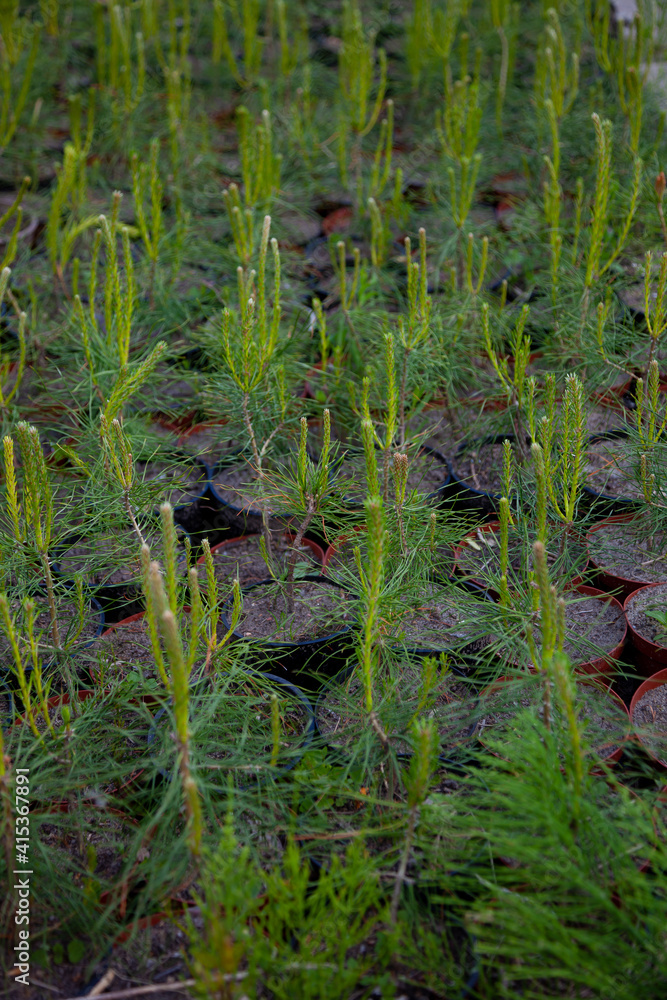 A nursery for trees. Christmas tree made of cones. Little Christmas trees shop. Grow a coniferous tree. Pine, Konik Christmas tree. A nursery for trees. Christmas tree made of cones. Little Christmas trees shop. Grow a coniferous tree. Pine, Konik Christmas tree.
