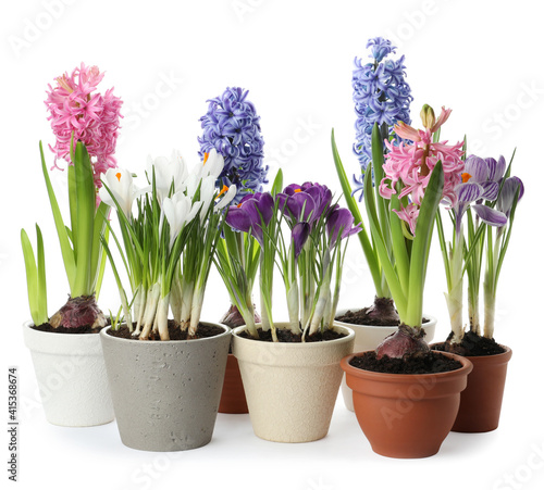 Different beautiful potted flowers on white background