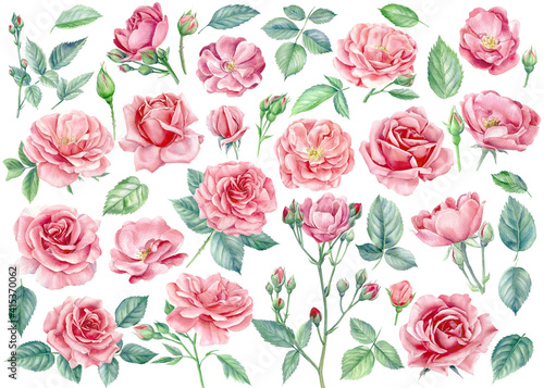 Pink flowers. Roses, buds and leaves on a white background, watercolor illustration, floral clipart