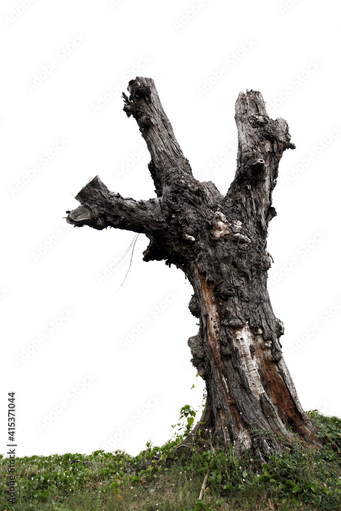 death tree isolated on white background