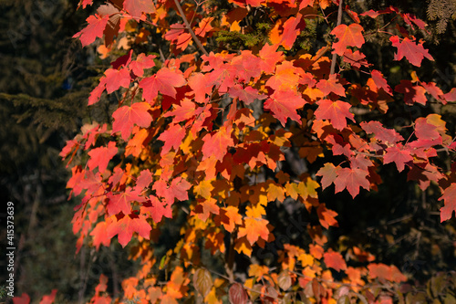 autumn leaves background. red maple leaves in the forest