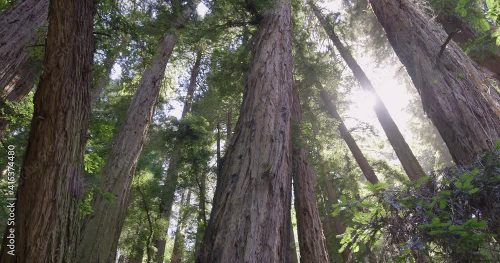 Low Angle Panning Around Shot of Redwood Trees in Muir Woods Forest Low Angle Panning Around Shot of Redwood Trees in Muir Woods Forest