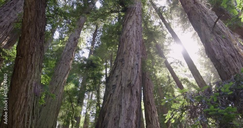 Low Angle Panning Around Shot of Redwood Trees in Muir Woods Forest 