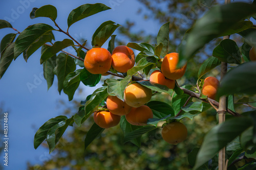 orange fruit on tree. persimmon of different degrees of maturity