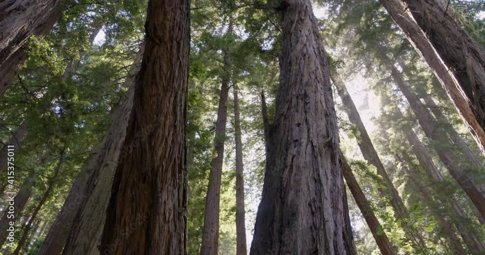 Low Angle Pan Around Shot of Redwood Trees in Muir Woods Forest Low Angle Pan Around Shot of Redwood Trees in Muir Woods Forest