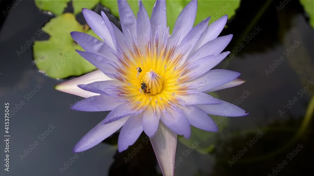 Bees are inside the pink lotus in the pond. Bees are inside the pink lotus in the pond.