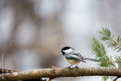 Black capped chickadee (Parus atricapillus) perched on a pine branch in Febrauary