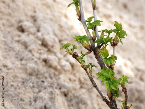 Branch of currant young shoot blooms leaves in early spring on background sand, copy space