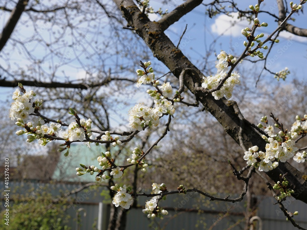 Apple white tree branch with flowering bud, no leaves on the tree in spring