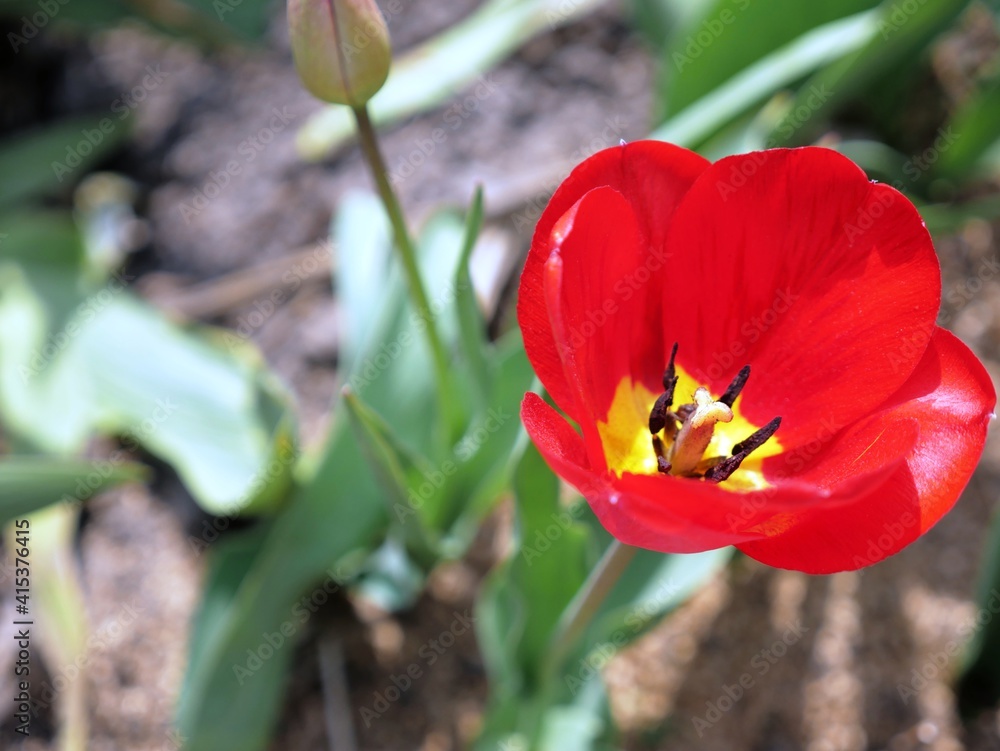 One red tulip around the void, top view on the bud One red tulip around the void, top view on the bud