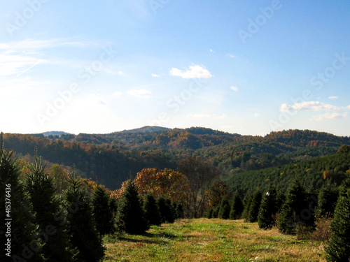Christmas tree farm nestled in the mountains