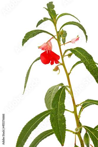 Scarlet flower of Impatiens balsamina, garden balsam jewelweed touch-me-not plant, isolated on white background