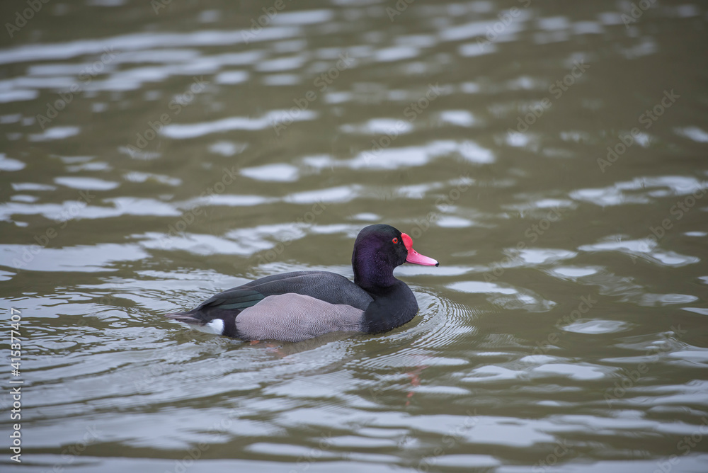 Rosy bill pochard (netta peposaca) on water Rosy bill pochard (netta peposaca) on water