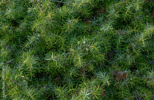 grass background prickly bush green