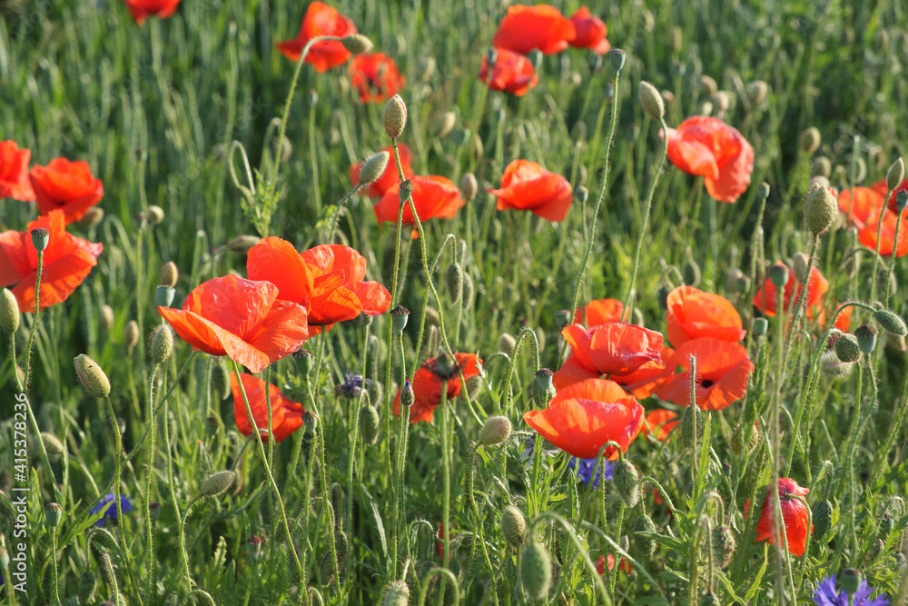 Obraz premium Red poppy among the field grasses in summer. Beautiful wildflowers. Untouched nature.