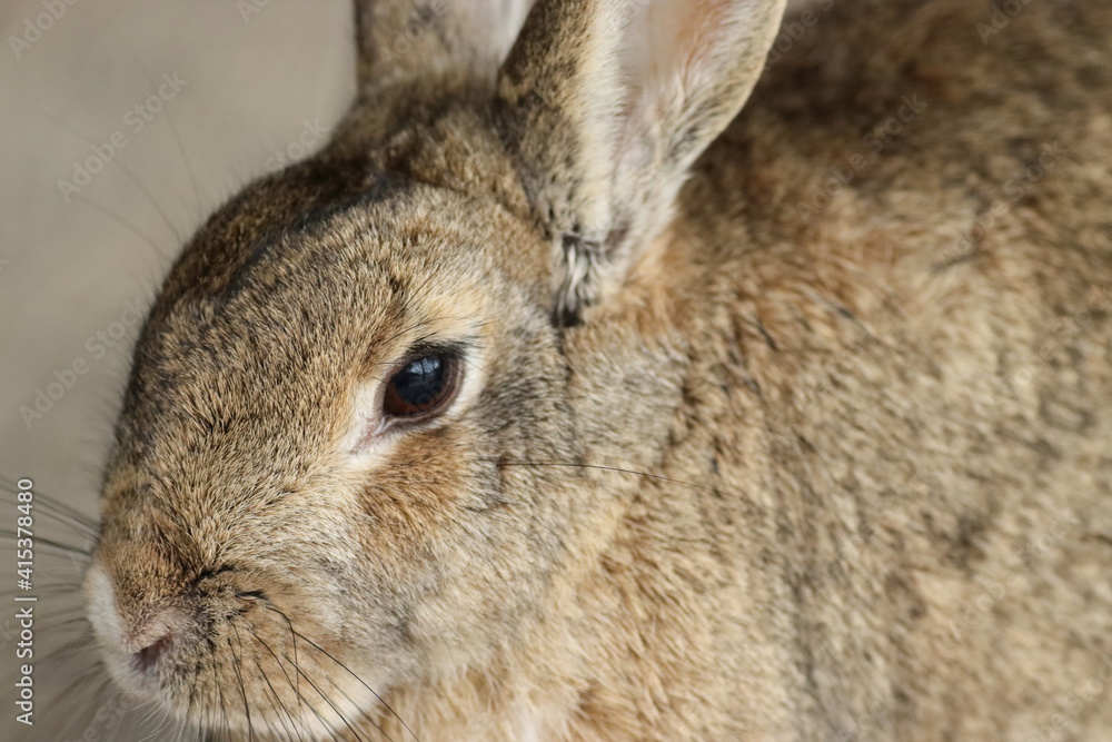 Fototapeta premium ウサギのポートレート