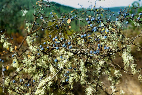 blackthorn with berries in the mountains