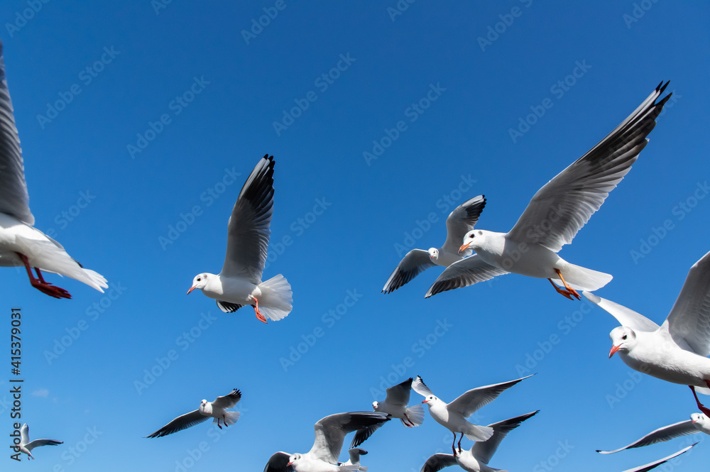 Fototapeta premium ユリカモメ