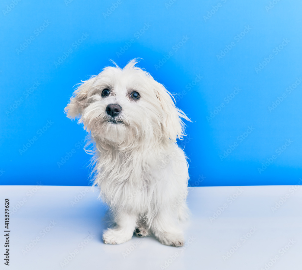 Adorable dog over isolated blue background. Adorable dog over isolated blue background.